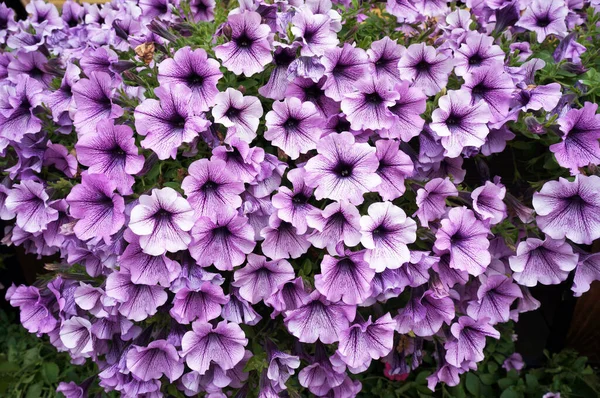 Petunia Surfinia Nın Güzel Çiçekleri — Stok fotoğraf