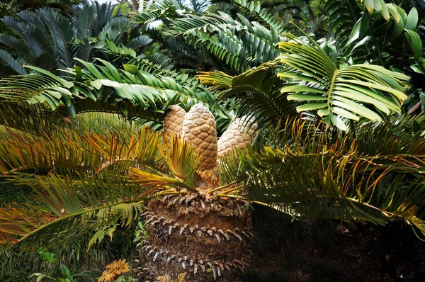 Cycad Encephalartos Planta Tropical Subtropical Palmeras Con Grandes Conos Jardín — Foto de Stock