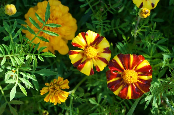 Marigold Sarı Kırmızı Çiçekleri — Stok fotoğraf