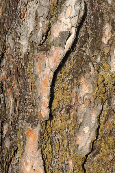 Bark Pine Tree Natural Textured Background — Stock Photo, Image