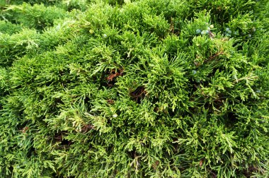 Evergreen kozalaklı ağaç Thuja Arborvitae. Doğal yeşil arkaplan.                            