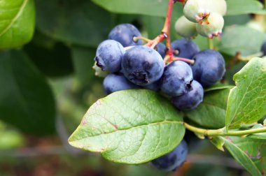 Closeup of growing plant Bog whortleberry (Vaccinium uliginosum). Selective focus.                         