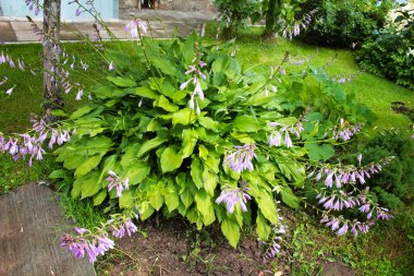 Lush green foliage and lilac flowers of Hosta (Funkia).                 