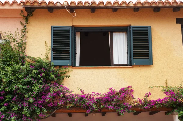 Window Green Sun Blinds Plant Blooming Pink Flowers Yellow Wall — Zdjęcie stockowe