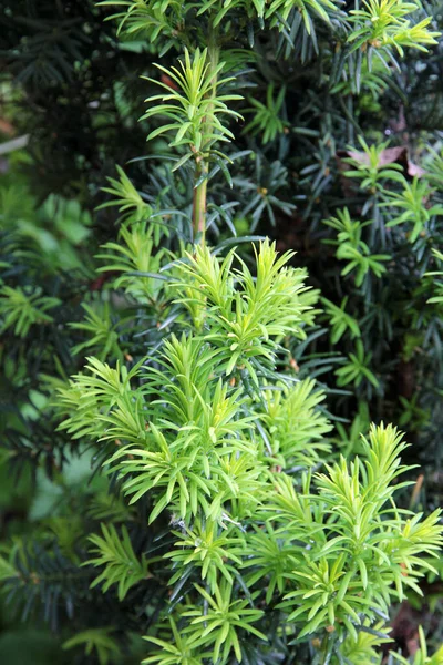 Yew Tree Taxus Cuspidata Growing Branches New Green Needles — Stock Photo, Image
