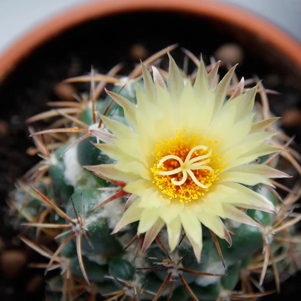 Blooming cactus Coryphantha. — Stock Photo, Image