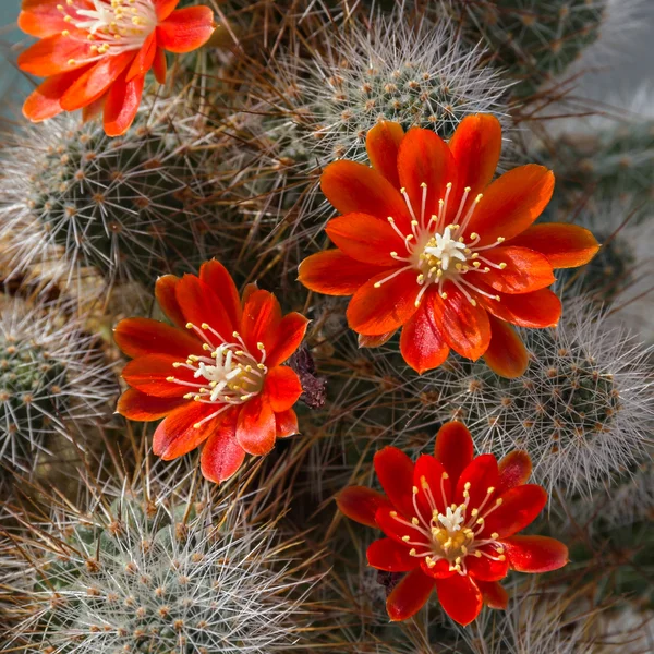 Cactus Aylostera. — Stockfoto