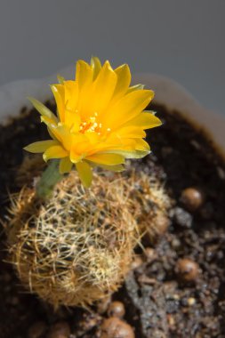 Kaktüs Lobivia arachnacantha. 