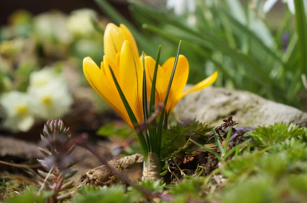 Yellow crocus in spring garden. — Stock Photo, Image