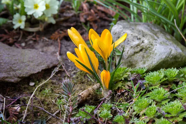 Yellow crocus in spring garden. — Stock Photo, Image