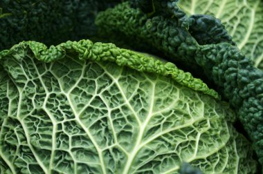 Savoy lahana. Doğal yeşil arka plan.