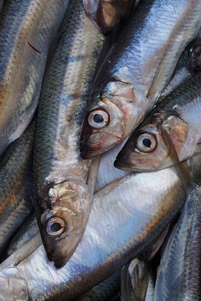 Fresh saltwater fish at a market. — Stock Photo, Image