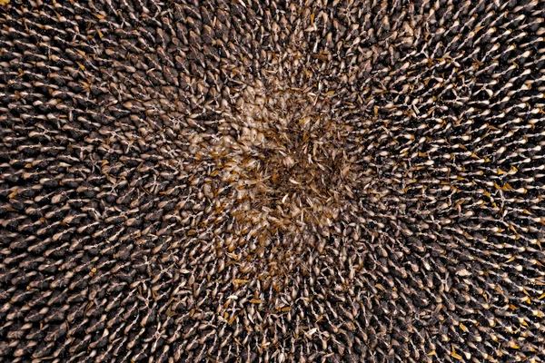 Sunflower with seeds. Textured background. — Stock Photo, Image