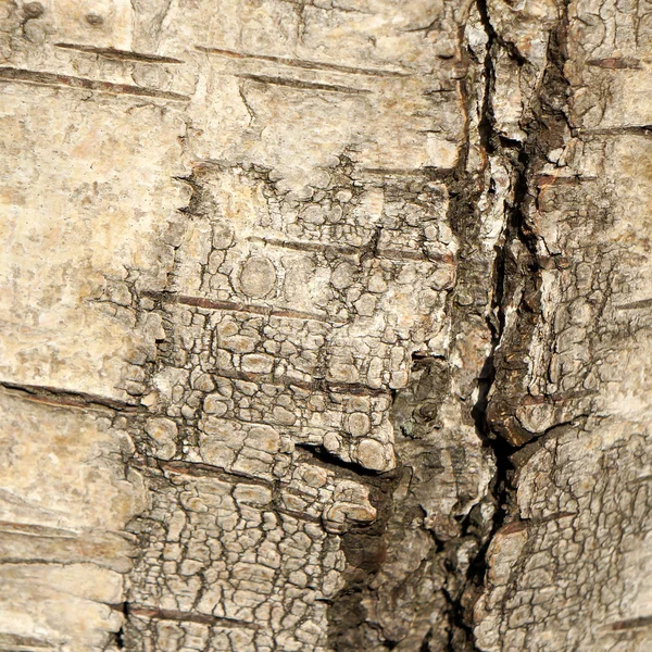 Birch bark texture. — Stock Photo, Image