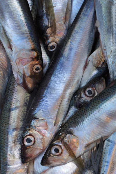 Fresh saltwater fish. — Stock Photo, Image