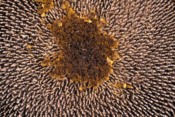 Floarea soarelui cu semințe. Fundal texturat . — Fotografie, imagine de stoc