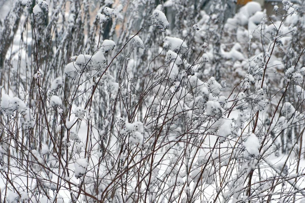 Keř, pokryté sněhem po sněžení. — Stock fotografie