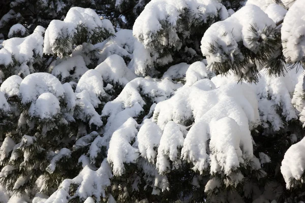 Nieve en ramas de pino después de nevadas . — Foto de Stock