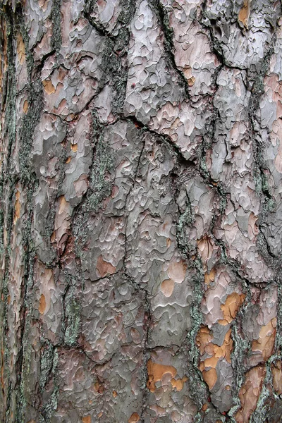 Текстура кори соснового дерева . — стокове фото