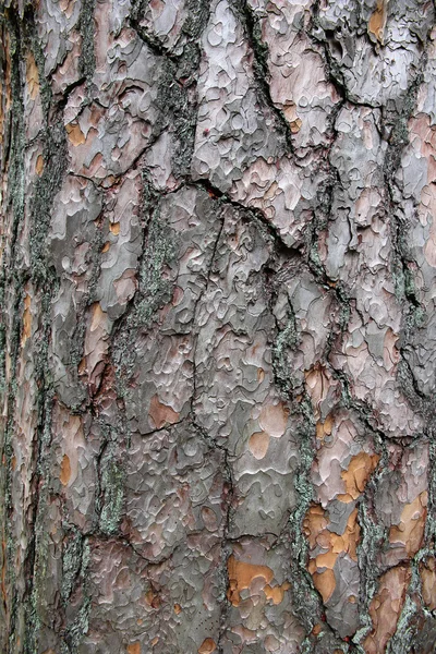 Pine tree bark texture. — Stock Photo, Image