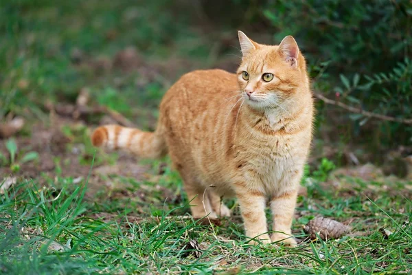 Gato vermelho lá fora — Fotografia de Stock