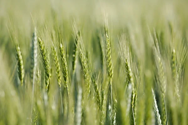 Fecho do campo de trigo — Fotografia de Stock