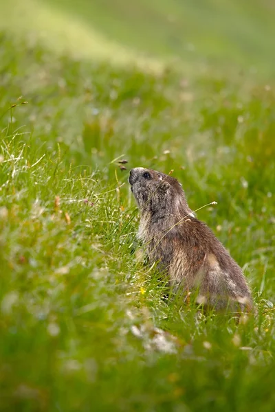 Marmota en su agujero — Foto de Stock