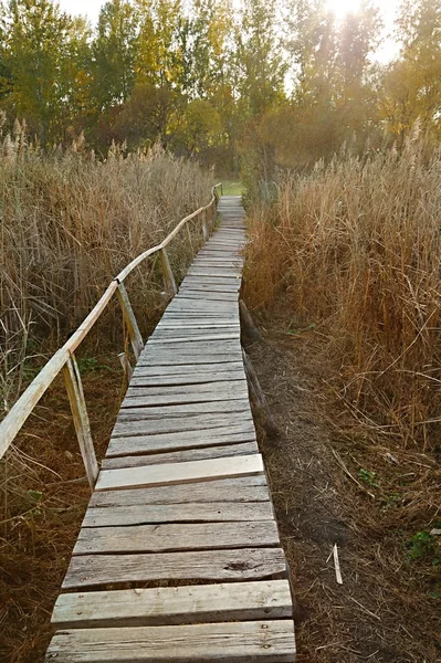 Swamp walking path — Stock Photo, Image