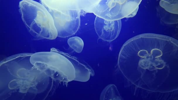 Jellyfish Drifting Background — Stock Video