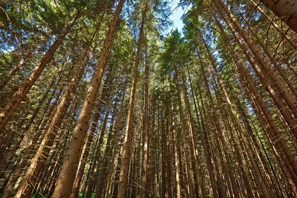 Forest of Pines — Stock Photo, Image