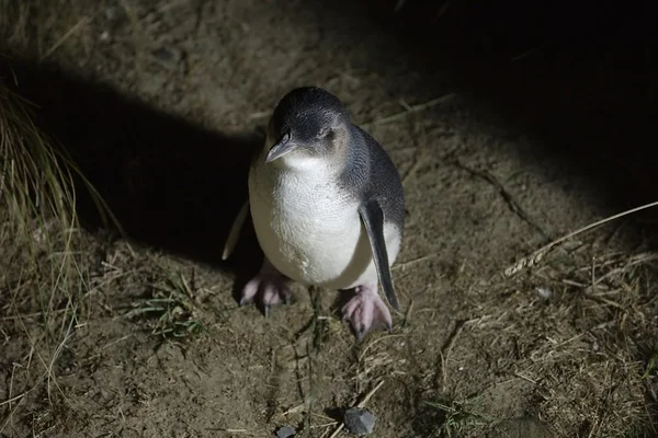 Penguin Biru Kecil — Stok Foto