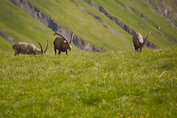 Alpine Ibex Grazing — Stock Photo, Image