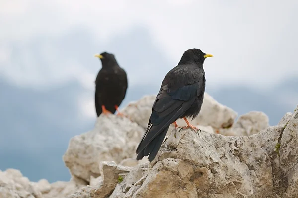 Crows on the Mountain — Stock Photo, Image