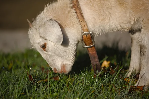 Lamb grazing in the grass — Stock Photo, Image
