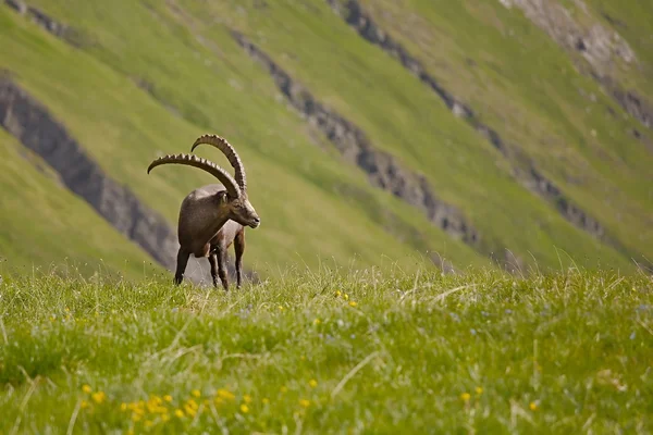 Ibex alpestre de pastoreo — Foto de Stock