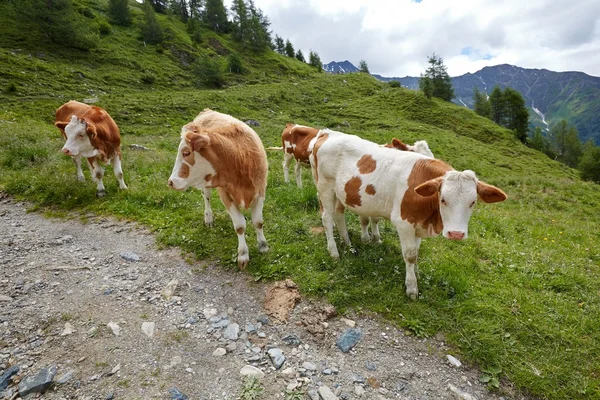 A hegyoldalban legeltetett tehenek — Stock Fotó