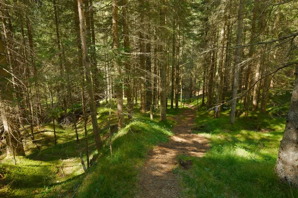 Forest hiking path — Stock Photo, Image