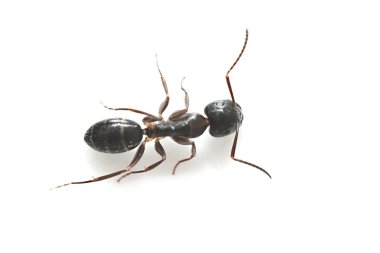 Ortak siyah Bahçe Ant