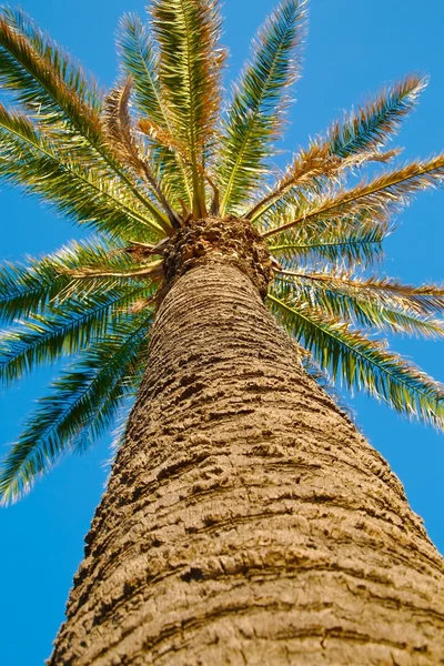 Palm Tree Low Angle Royalty Free Stock Photos