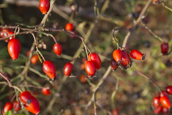 Rosehips bylina detailní up — Stock fotografie