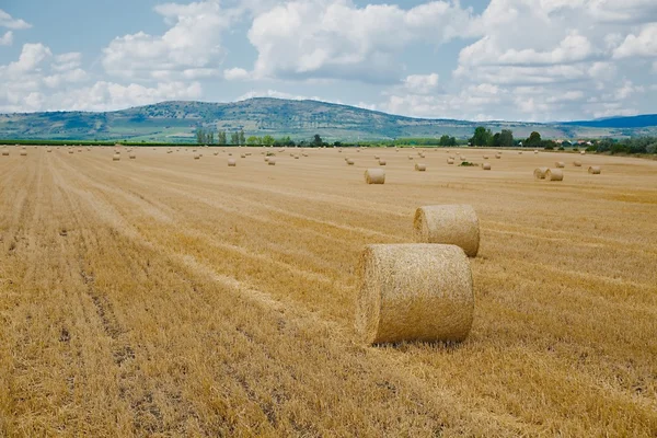 Champ agricole avec balles — Photo