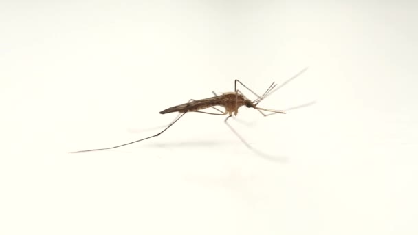 Mosquito en superficie blanca — Vídeos de Stock