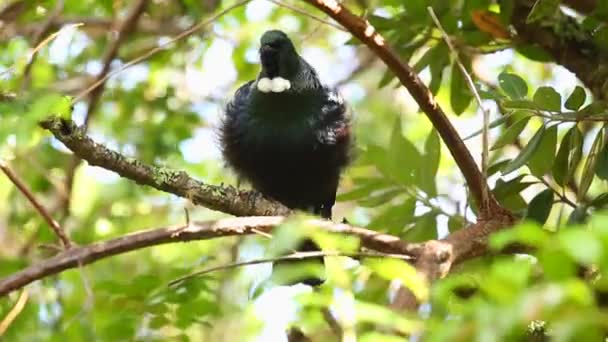 Tui pájaro en los árboles — Vídeos de Stock