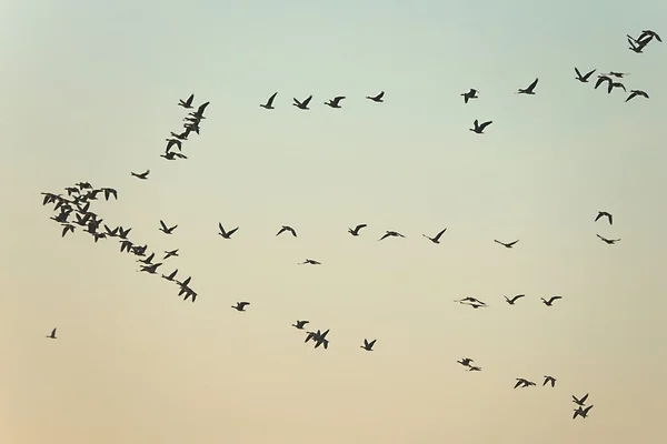 Bandada de gansos volando — Foto de Stock