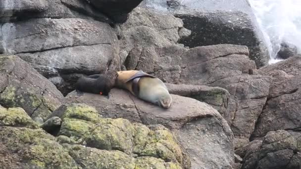 Lactancia con focas en la orilla — Vídeo de stock