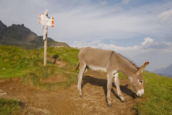 Burro de pastoreo i — Foto de Stock