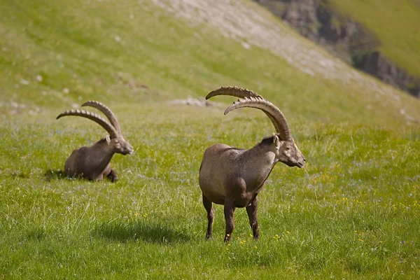 Ibex alpestre de pastoreo — Foto de Stock