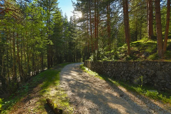 Trasa spaceru lasu — Zdjęcie stockowe