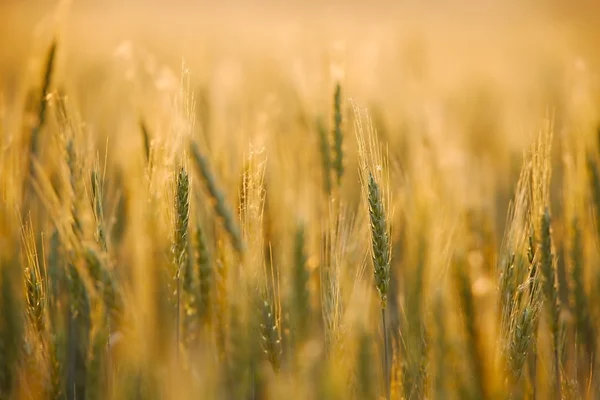 Detalles del campo de trigo —  Fotos de Stock