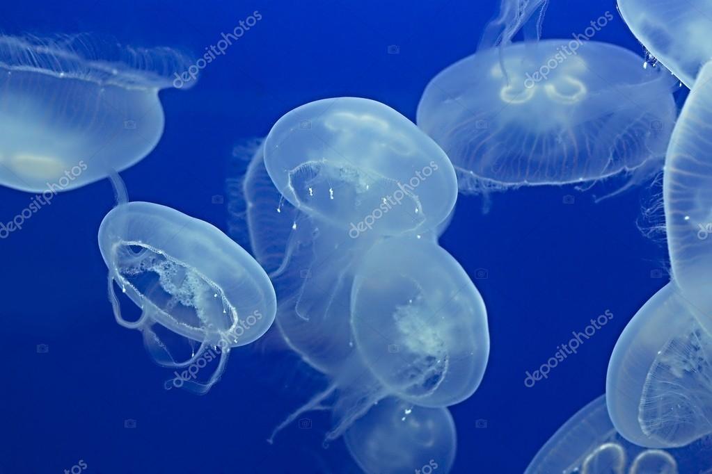 クラゲの漂流背景 ストック写真 C Gudella クラゲの漂流背景 ストック写真 C Gudella